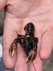 Euastacus yarraensis