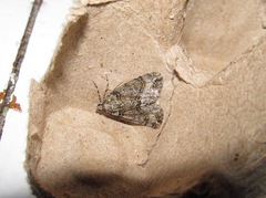 Pseudocoremia suavis