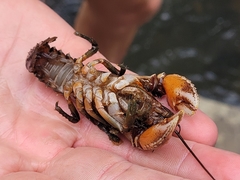 Euastacus yarraensis
