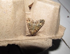 Pseudocoremia productata