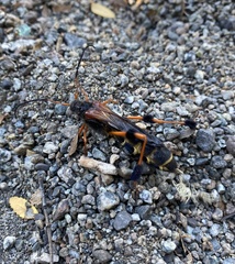 Callisphyris leptopus