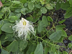 Capparis sandwichiana