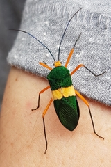 Paryphes