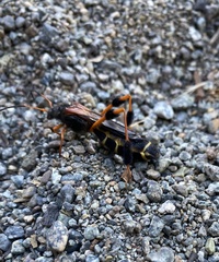 Callisphyris leptopus