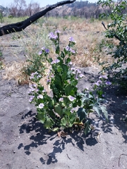 Phacelia grandiflora