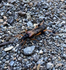 Callisphyris leptopus