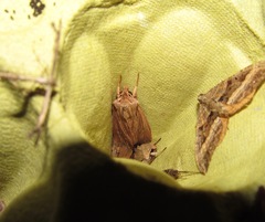 Ichneutica steropastis
