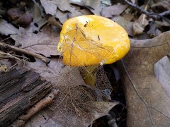 Cantharellus flavus