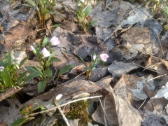 Claytonia caroliniana