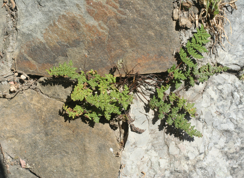 Oeosporangium pteridioides image