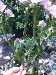Phacelia grandiflora