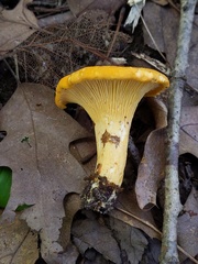 Cantharellus flavus