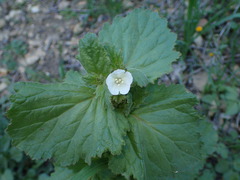 Phacelia viscida albiflora