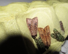 Ichneutica morosa
