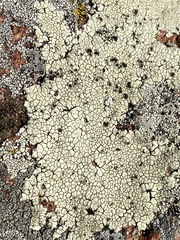 Lecanora oreinoides