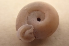Daedalochila dorfeuilliana