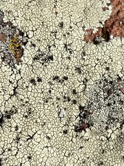 Lecanora oreinoides