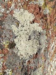Lecanora oreinoides
