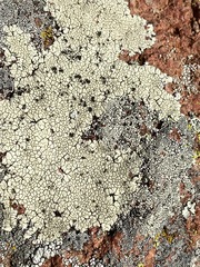Lecanora oreinoides