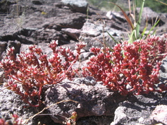 Sedum vinicolor