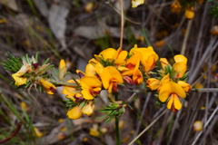 Pultenaea laxiflora