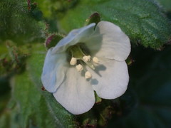 Phacelia viscida albiflora