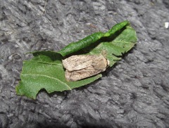 Proteuxoa tetronycha