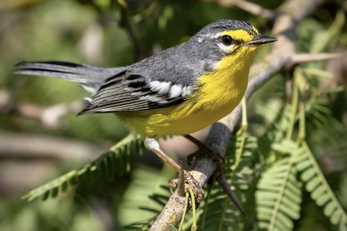 Adelaide's Warbler (Setophaga adelaidae), photo 9