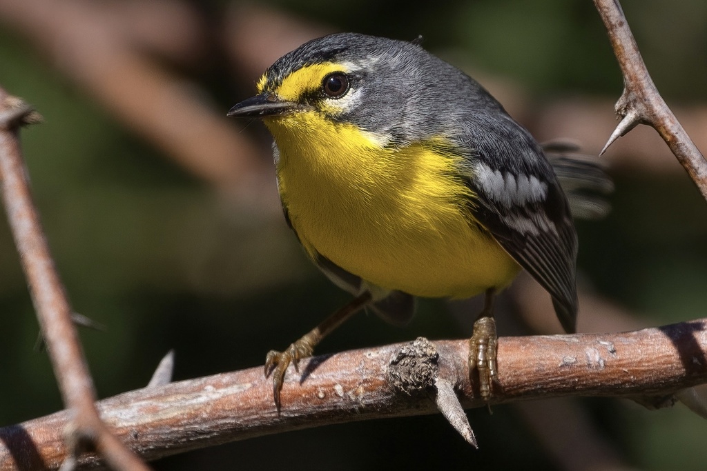Adelaide's Warbler photo