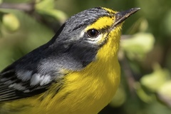 Adelaide's Warbler photo 2