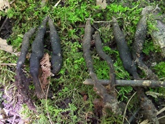 Xylaria cornu-damae