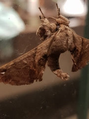 Apatelodes torrefacta