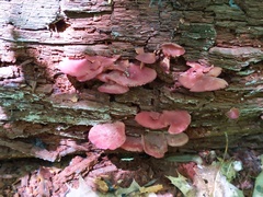 Callistosporium purpureomarginatum