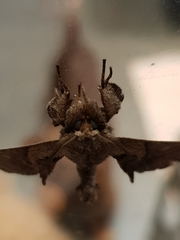 Apatelodes torrefacta