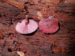Callistosporium purpureomarginatum