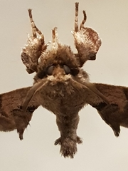 Apatelodes torrefacta