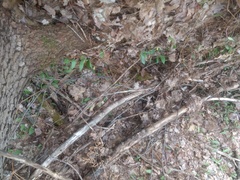 Erythronium americanum