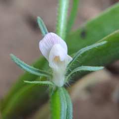 Misopates