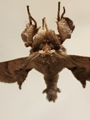 Apatelodes torrefacta