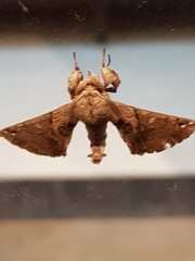 Apatelodes torrefacta