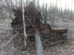 Erythronium americanum