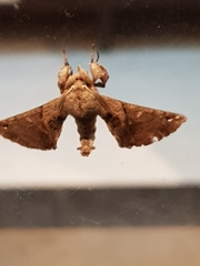 Apatelodes torrefacta