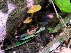 Entoloma formosum