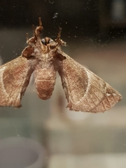 Apatelodes torrefacta