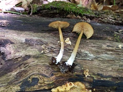 Entoloma formosum