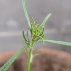 Misopates