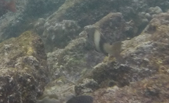 Parupeneus insularis