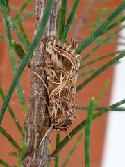 Spodoptera littoralis