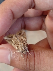 Spodoptera littoralis