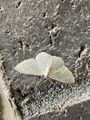 Poecilasthena pulchraria